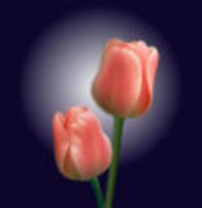 tulip.jpeg